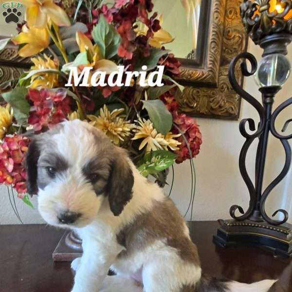 Madrid, Saint Berdoodle Puppy